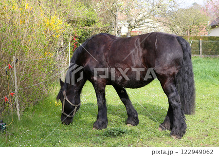 Horse of Percheron race in Belleme village 122949062
