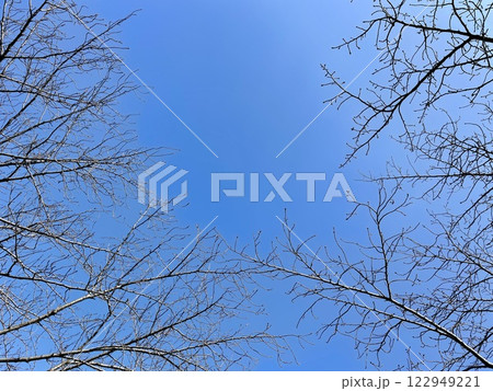 青い空と春を待つ桜の花芽 122949221