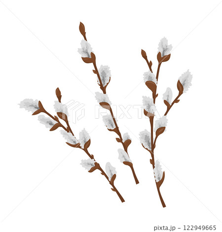 Hand-Drawn Pussy Willow Branches Illustration, Symbol of Spring and Easter Traditions 122949665