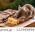 Mouse sniffing at the cheese that is on the mousetrap 122949899