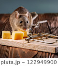 Cute mouse sniffing at the cheese that is on the mousetrap 122949900