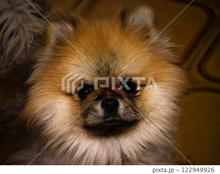 Adorable Pomeranian with a Funny and Cute Expression Close-Up Portrait Adorable Pomeranian with a Funny and Cute Expression Close-Up Portrait 122949926