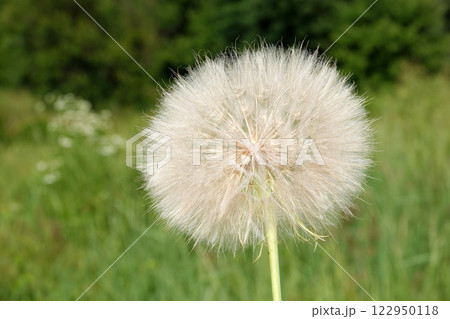Goat's-beard in flowering period is a herbaceous plant 122950118
