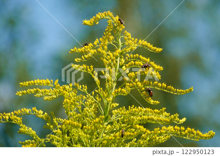 Canadian goldenrod in the daytime in bright sunlight in summer close-up 122950123