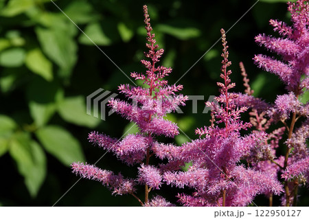 Flowers Astilbe chinensis Arendsii or False Spiraea is a herbaceous plant 122950127