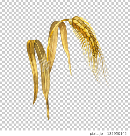 Wheat, rye ear hand drawn with watercolor yellow and brown colors and isolated on white background. Watercolor illustration. Suitable for printing on fabric, packaging of goods with flour, bakeries. Wheat, rye ear hand drawn with watercolor yellow and brown colors and isolated on white background. Watercolor illustration. Suitable for printing on fabric, packaging of goods with flour, bakeries. 122950143