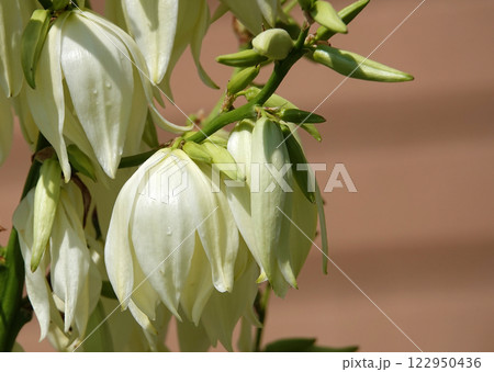 Flowers Yucca filamentosa is a perennial evergreen monoecious almost stemless plant with a woody base, a species of the genus Yucca of the Asparagus family 122950436