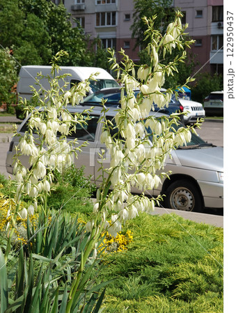 Flowers Yucca filamentosa is a perennial evergreen monoecious almost stemless plant with a woody base, a species of the genus Yucca of the Asparagus family 122950437
