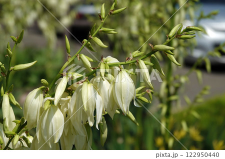 Flowers Yucca filamentosa is a perennial evergreen monoecious almost stemless plant with a woody base, a species of the genus Yucca of the Asparagus family 122950440