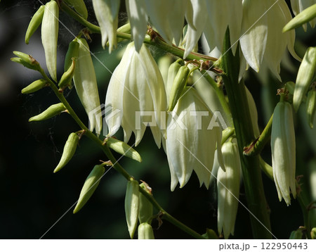Flowers Yucca filamentosa is a perennial evergreen monoecious almost stemless plant with a woody base, a species of the genus Yucca of the Asparagus family 122950443