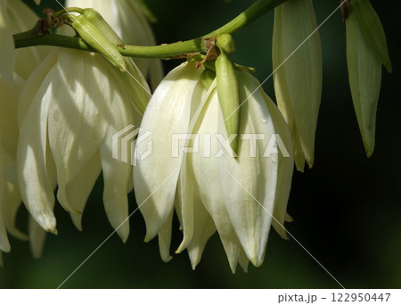 Flowers Yucca filamentosa is a perennial evergreen monoecious almost stemless plant with a woody base, a species of the genus Yucca of the Asparagus family Flowers Yucca filamentosa is a perennial evergreen monoecious almost stemless plant with a woody base, a species of the genus Yucca of the Asparagus family 122950447