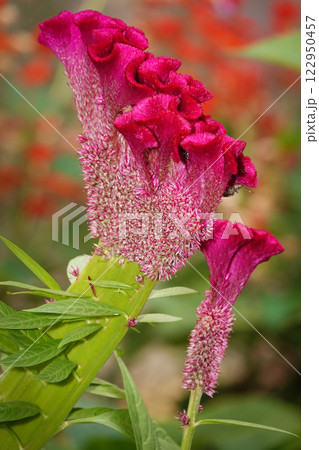 Flower Celosia cristata is an annual herbaceous plant, family Amaranthaceae, from the genus Celosia 122950457