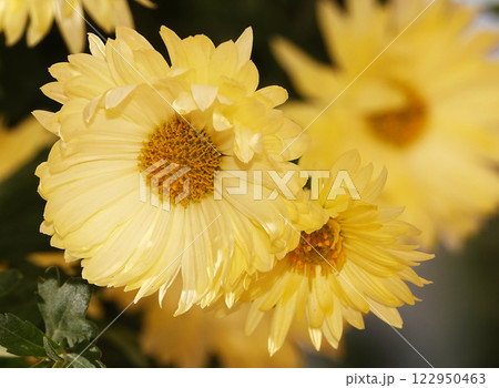 Yellow flowers Chrysanthemum garden, close-up Yellow flowers Chrysanthemum garden, close-up 122950463