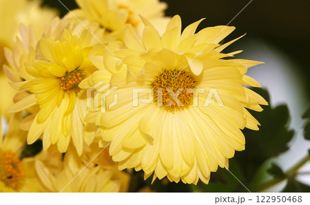 Yellow flowers Chrysanthemum garden, close-up Yellow flowers Chrysanthemum garden, close-up 122950468