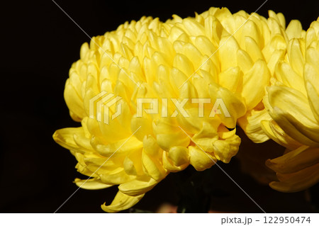 Yellow flowers Chrysanthemum Creamist Yellow, close-up 122950474