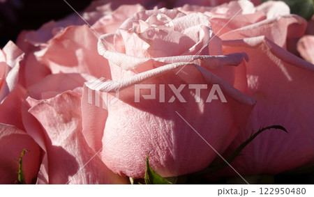 Pink Rose Flower Close-up - This is a perennial shrub plant of the Rosaceae family, genus Rosa 122950480