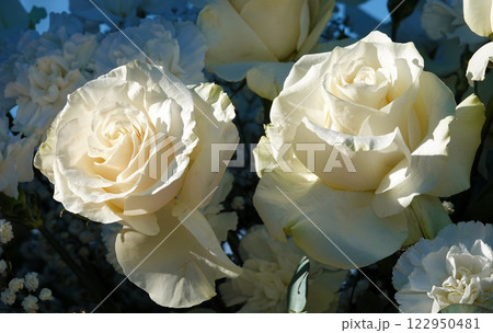 Cream rose flower close-up is a perennial bush plant, family Rosaceae, genus rose hips Cream rose flower close-up is a perennial bush plant, family Rosaceae, genus rose hips 122950481