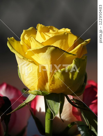 Yellow rose flower close-up - is a perennial bush plant, family Rosaceae, genus rose hips Yellow rose flower close-up - is a perennial bush plant, family Rosaceae, genus rose hips 122950483