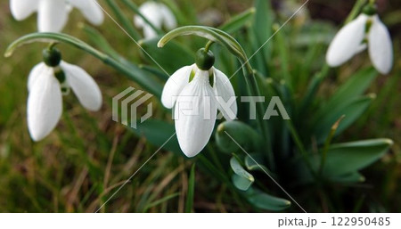 Snowdrop flower or Galanthus or milk flower is a herbaceous perennial plant, family Liliaceae Snowdrop flower or Galanthus or milk flower is a herbaceous perennial plant, family Liliaceae 122950485