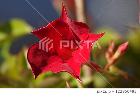 Flowers Canna sanguinea is a perennial herbaceous plant of the Zingiberales family. 122950493