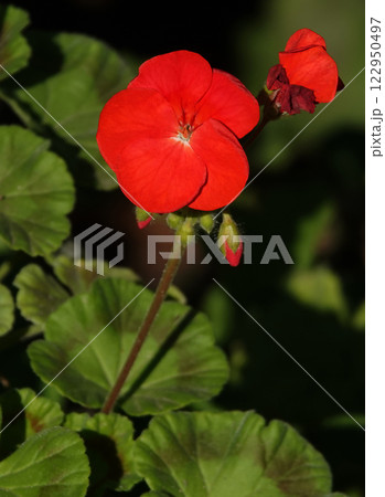 The flower of the plant Geranium Agrovita or Zhuravelnik is a perennial herbaceous plant, family Geraniumaceae 122950497