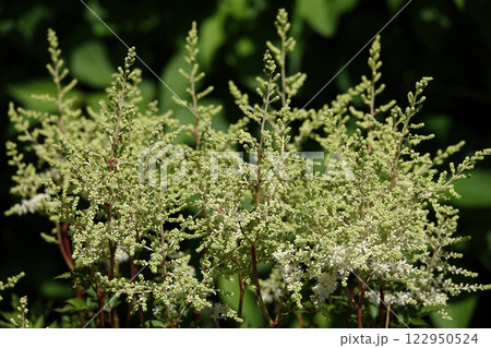 Flowers Astilbe beige Arends or False Spiraea is a herbaceous plant Flowers Astilbe beige Arends or False Spiraea is a herbaceous plant 122950524