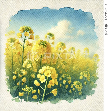 菜の花畑 122950603