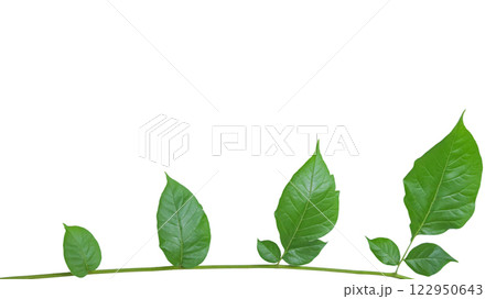 Cut out Millingtonia hortensis or Indian Cork leaves with clipping paths on white background 122950643