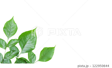 Cut out Millingtonia hortensis or Indian Cork leaves with clipping paths on white background 122950644