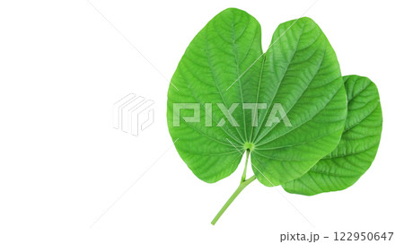 A bauhinia leaf isolated on a white background, showcasing its unique split shape for creative use. 122950647