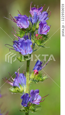 The Echium vulgare flower is a species of herbaceous plant, family Boraginaceae The Echium vulgare flower is a species of herbaceous plant, family Boraginaceae 122950659