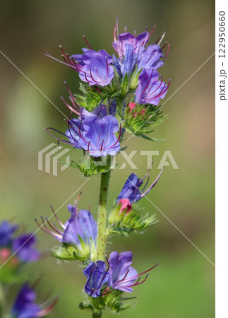 The Echium vulgare flower is a species of herbaceous plant, family Boraginaceae 122950660