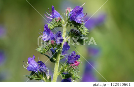 The Echium vulgare flower is a species of herbaceous plant, family Boraginaceae 122950661