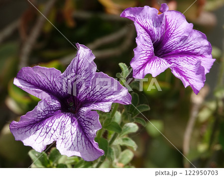 Flowers Petunia flowering plants close-up very delicate and beautiful 122950703