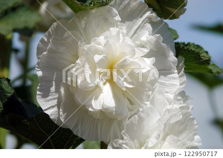 Double mallow is a beautiful flower is a large beautiful flower blooming in summer Double mallow is a beautiful flower is a large beautiful flower blooming in summer 122950717