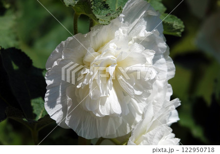 Double mallow is a beautiful flower  is a large beautiful flower blooming in summer 122950718