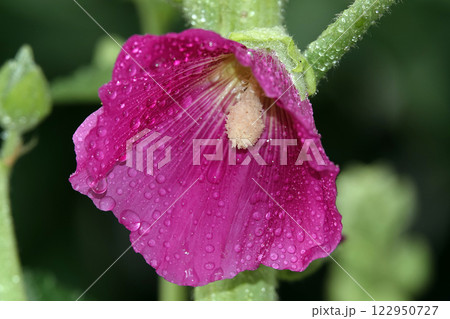 Mallow is a large beautiful flower blooming in summer 122950727