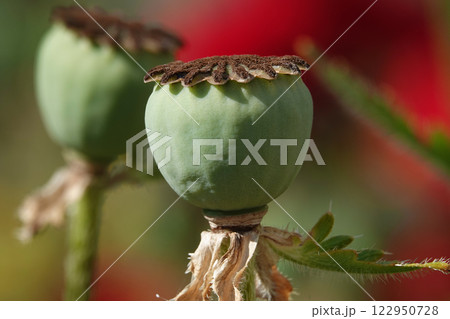 Poppy flower - a box with fruits flowering 122950728
