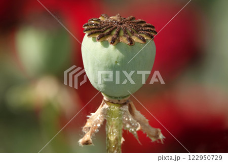 Poppy flower - a box with fruits flowering Poppy flower - a box with fruits flowering 122950729