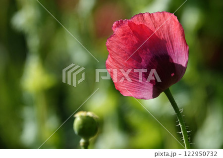 Spring bloom of poppy with large pink flowers Spring bloom of poppy with large pink flowers 122950732