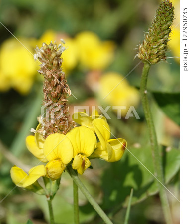 Flowers Ladvenets tenuis - a genus of annual and perennial herbs or subshrubs of the legume family 122950735