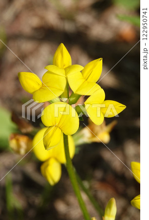 Flowers Ladvenets tenuis - a genus of annual and perennial herbs or subshrubs of the legume family 122950741