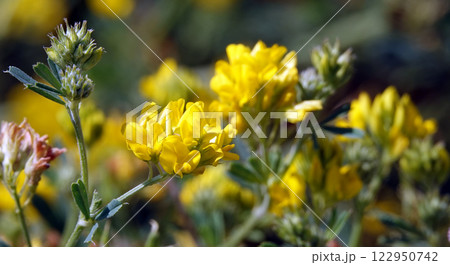 Flowers Lucerne is a genus of annual and perennial herbs or subshrubs of the legume family Flowers Lucerne is a genus of annual and perennial herbs or subshrubs of the legume family 122950742
