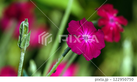 Lychnis coronata flowers close-up in the field Lychnis coronata flowers close-up in the field 122950750