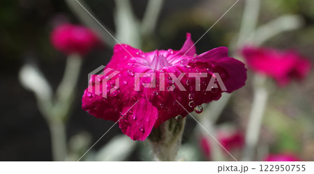 Lychnis coronata flowers close-up in the field 122950755