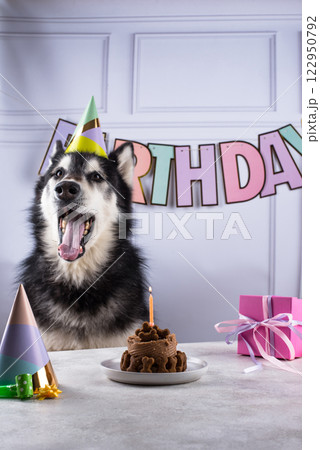 Dog birthday concept with malamut and cake 122950792
