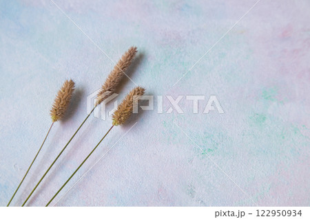 Dry grass on a white background. The concept is designed in a minimalist style. Space for the text. Flat layout. Dry grass on a white background. The concept is designed in a minimalist style. Space for the text. Flat layout. 122950934