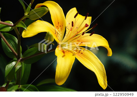 Flower Lily of the Common in different colors 122950949