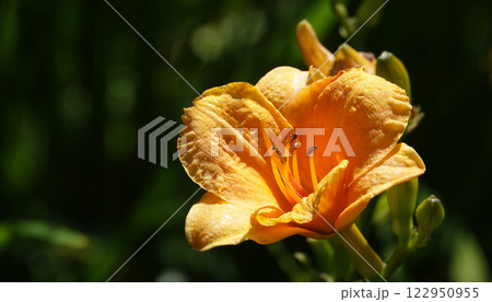 Flower Daylily yellow or Daylily is a herbaceous plant, family Asphodelaceae 122950955