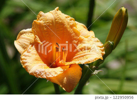 Flower Daylily yellow or Daylily is a herbaceous plant, family Asphodelaceae Flower Daylily yellow or Daylily is a herbaceous plant, family Asphodelaceae 122950956